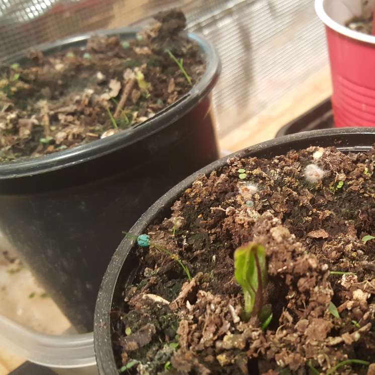 Plant image Helianthus Tuberosus