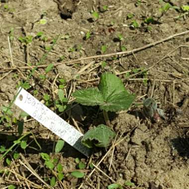 Petasites japonicus