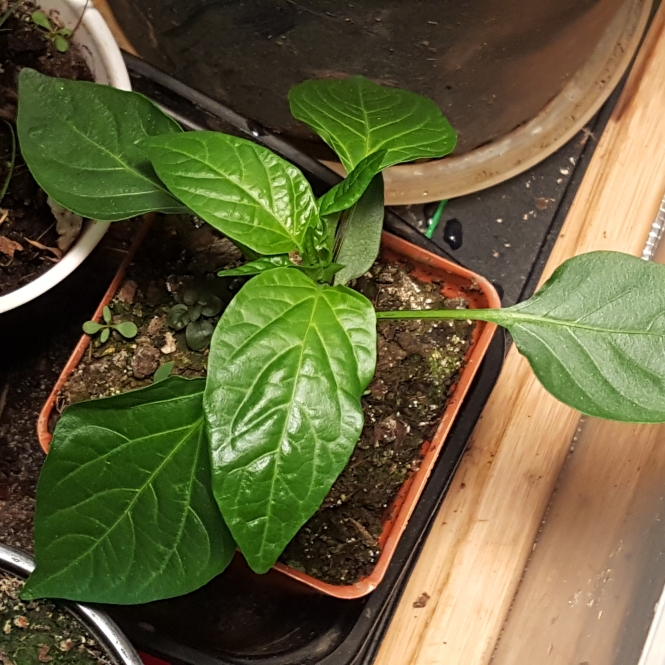 plant image 1461043