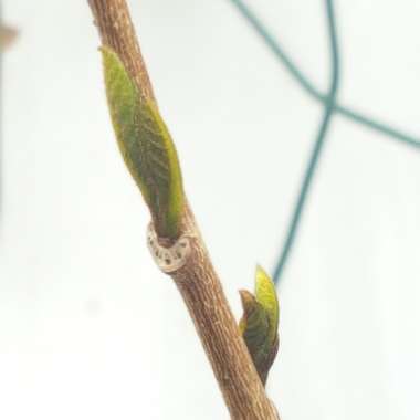 Asimina triloba