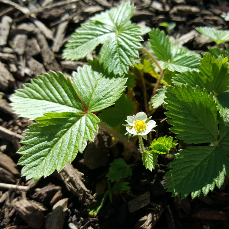 plant image 1463603 plant image 1463603