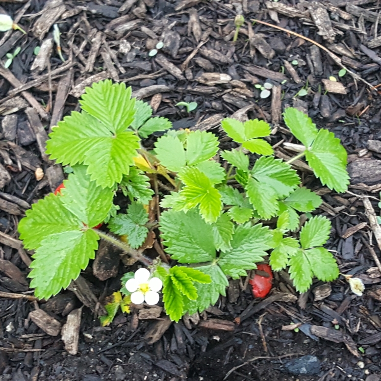 plant image 1464915 plant image 1464915