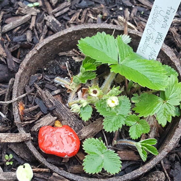 plant image 1464917 plant image 1464917