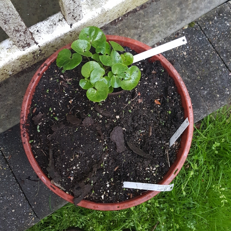 plant image 1464924 plant image 1464924