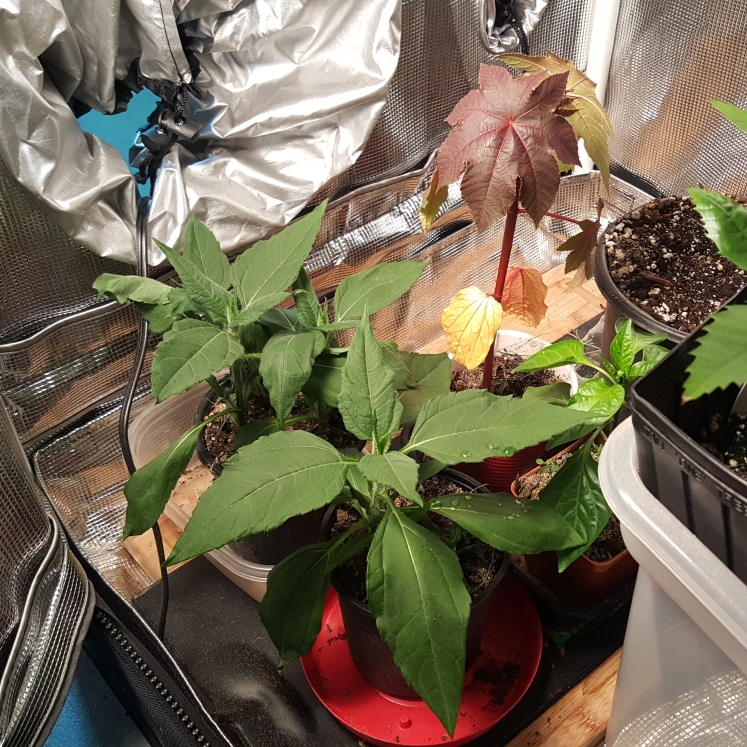 Plant image Helianthus Tuberosus