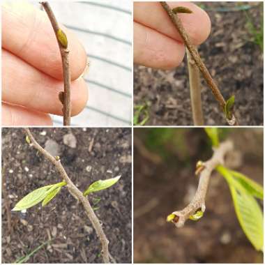 Asimina triloba