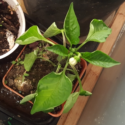 plant image 1469836