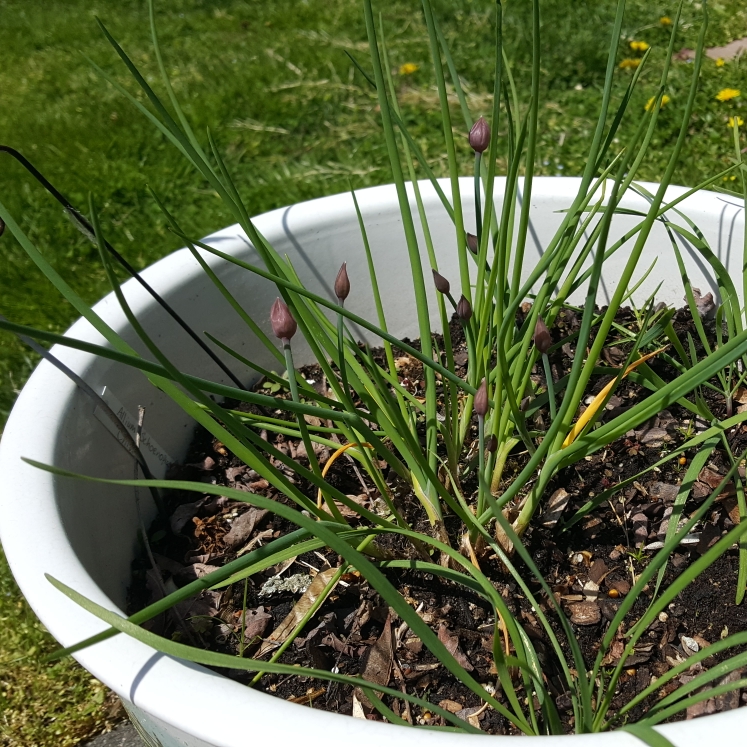 plant image 1470678 plant image 1470678