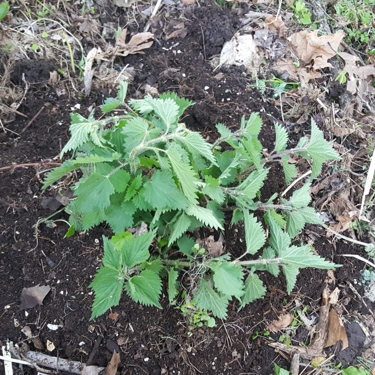 plant image 1470830 plant image 1470830
