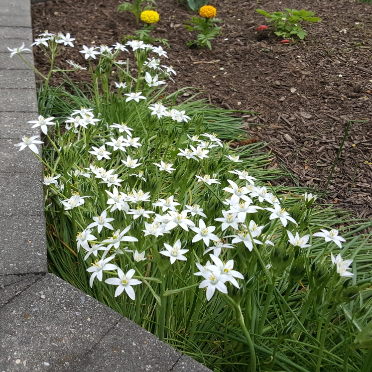 plant image 1471772