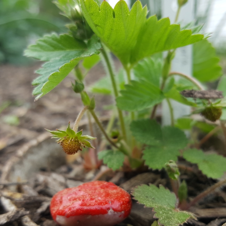 plant image 1471774 plant image 1471774