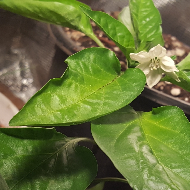 plant image 1471775