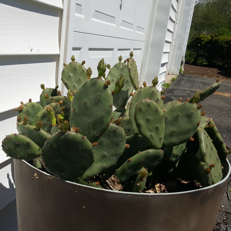 plant image 1472163 plant image 1472163