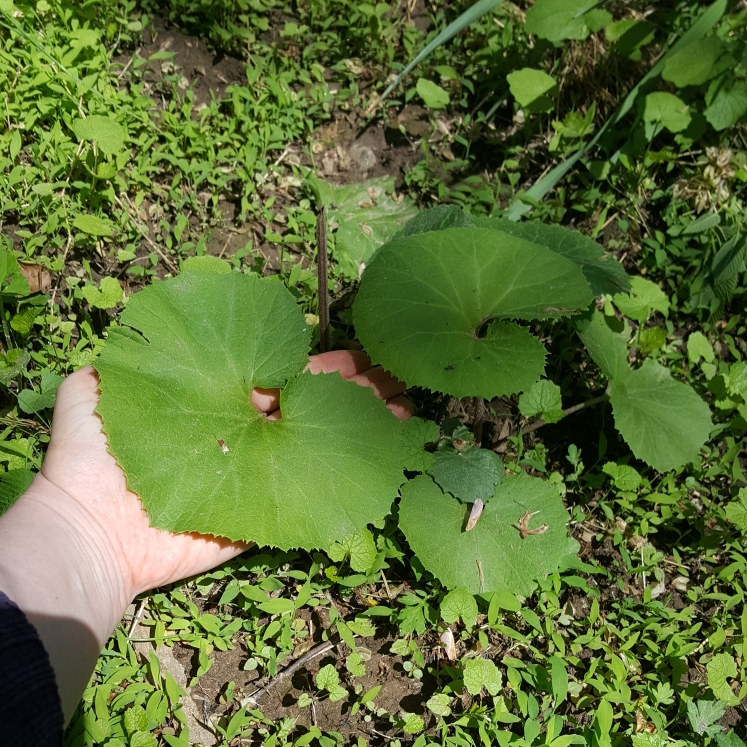 plant image 1472164 plant image 1472164