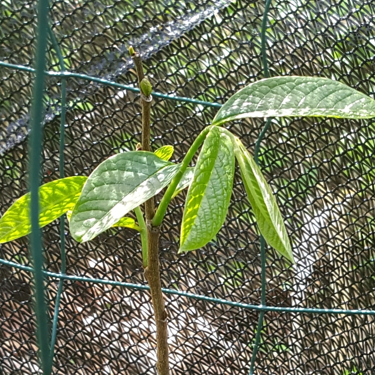 plant image 1472169 plant image 1472169