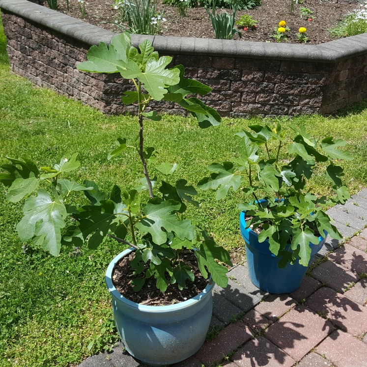 plant image 1472172 plant image 1472172