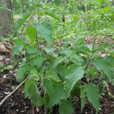 Urtica Dioica
