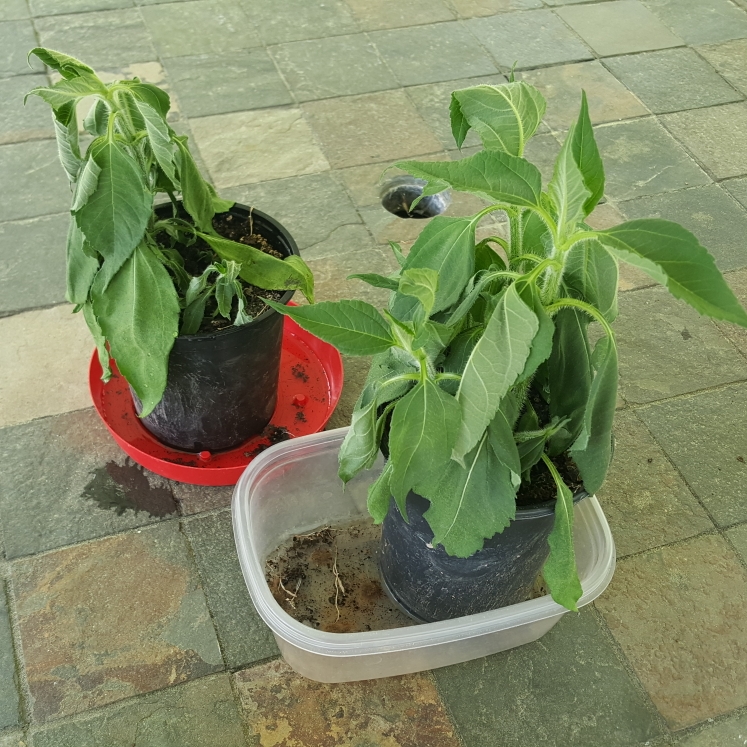 plant image 1473174 plant image 1473174