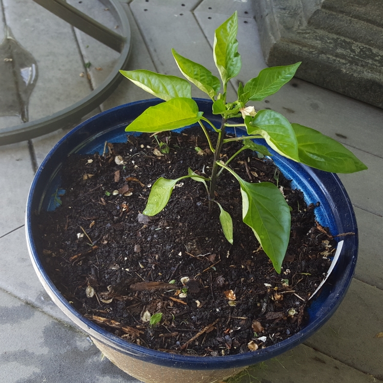 plant image 1473180