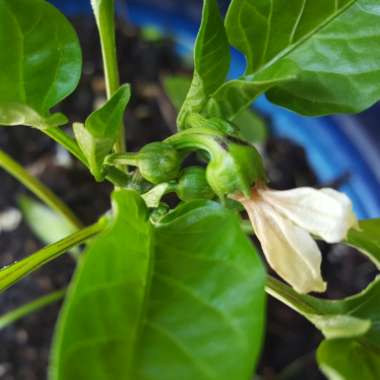 Capsicum annuum