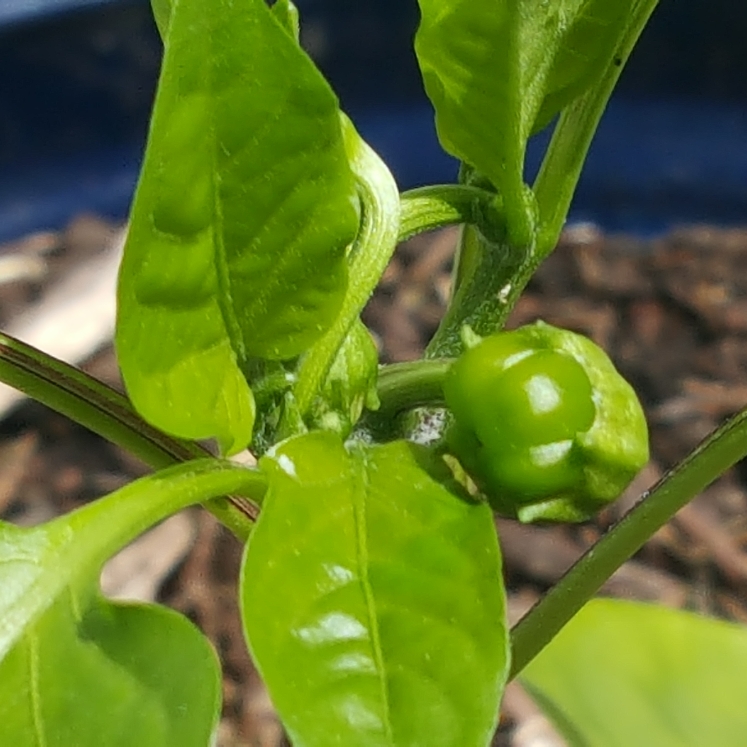 plant image 1475132