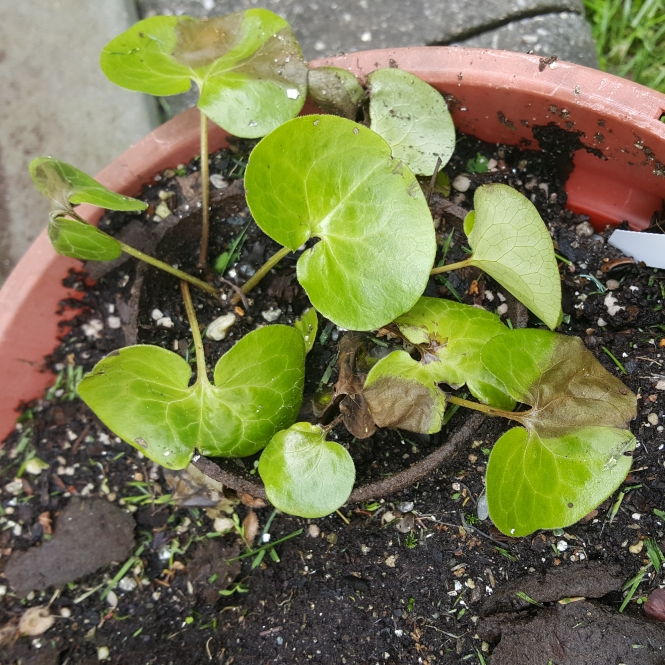 plant image 1475993 plant image 1475993