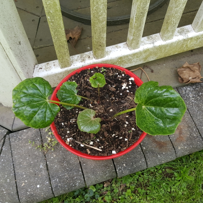 plant image 1475994 plant image 1475994