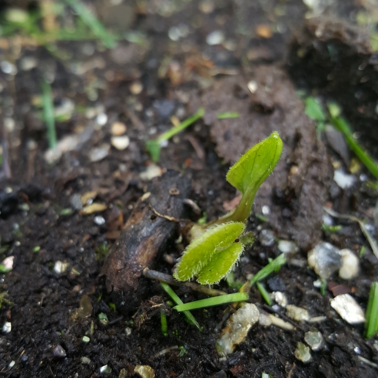 plant image 1476001 plant image 1476001