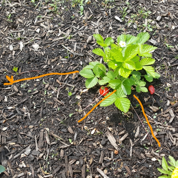 plant image 1476003 plant image 1476003