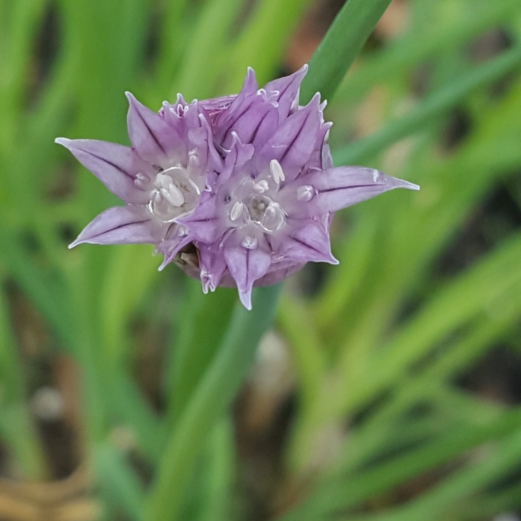 plant image 1476005 plant image 1476005