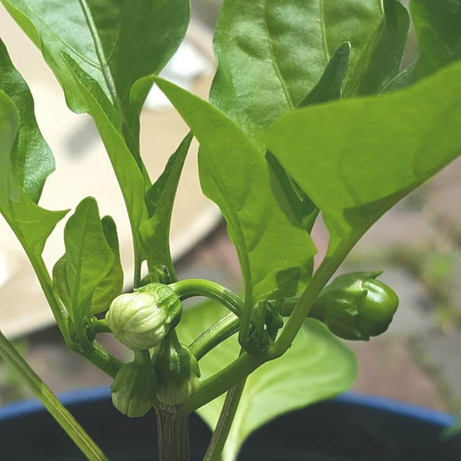 plant image 1476006