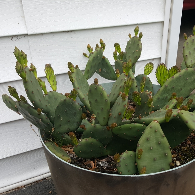 plant image 1476615 plant image 1476615