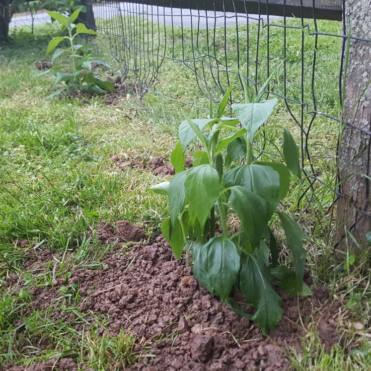 plant image 1478560 plant image 1478560