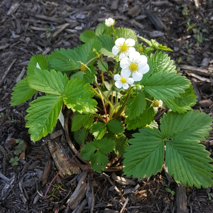 plant image 1478561 plant image 1478561