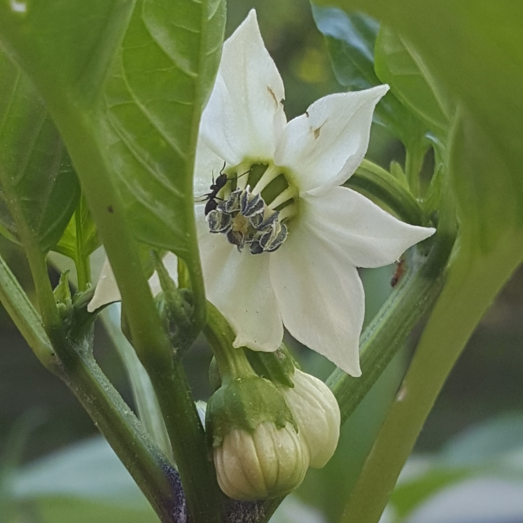 plant image 1478563