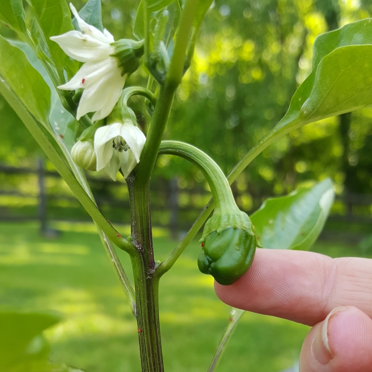 plant image 1478999
