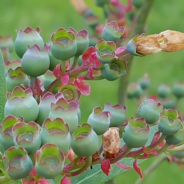 plant image 1479003 plant image 1479003
