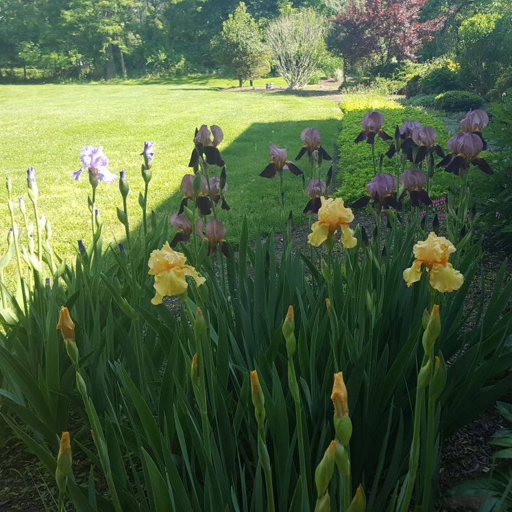 plant image 1481029