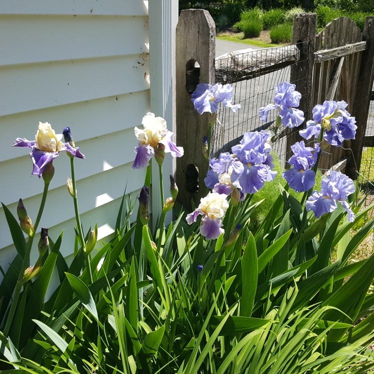 plant image 1481030