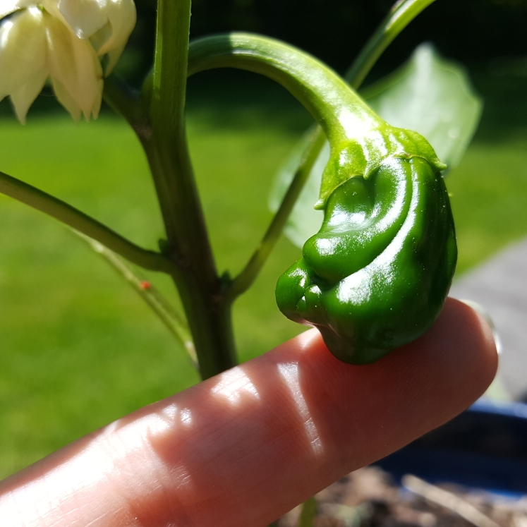 plant image 1481032