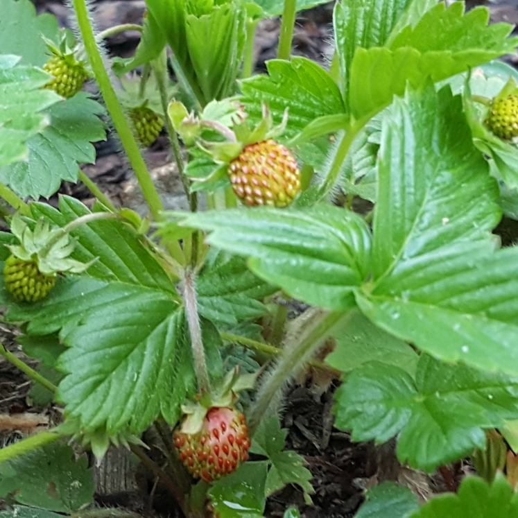 plant image 1481535 plant image 1481535