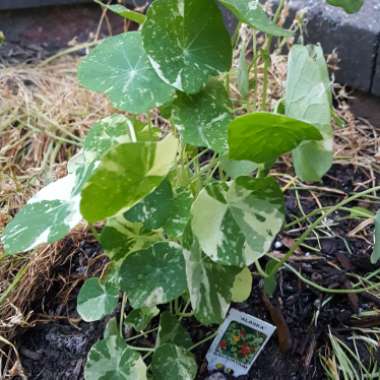 Tropaeolum majus