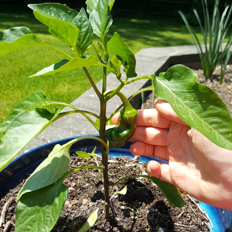 plant image 1482467