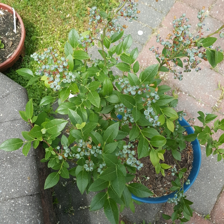 plant image 1484647 plant image 1484647