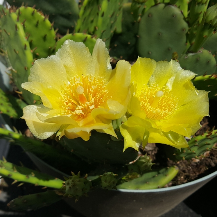 plant image 1485704 plant image 1485704