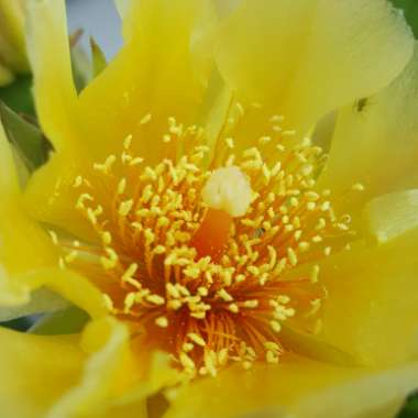 Opuntia humifusa