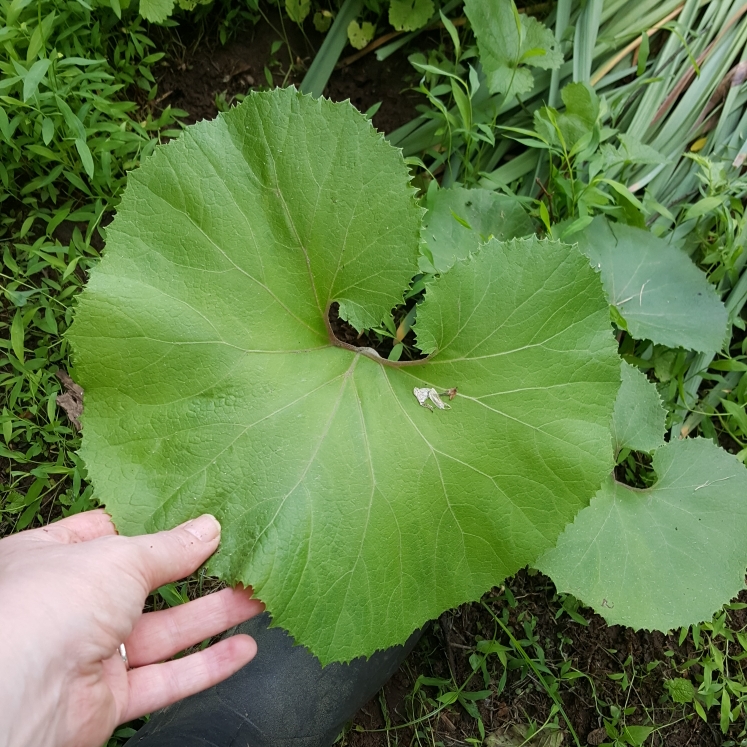 plant image 1487720 plant image 1487720