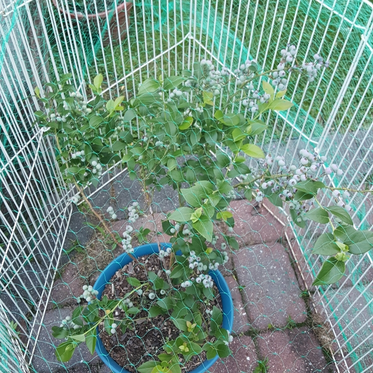 plant image 1496251 plant image 1496251