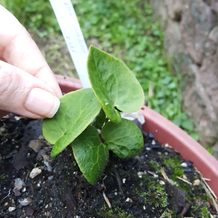 plant image 1497320 plant image 1497320