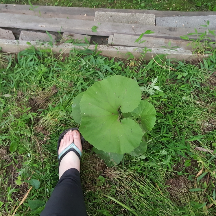plant image 1497796 plant image 1497796